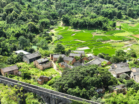 钟山鳖岭村渡槽古榕