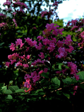 紫薇花园林花卉