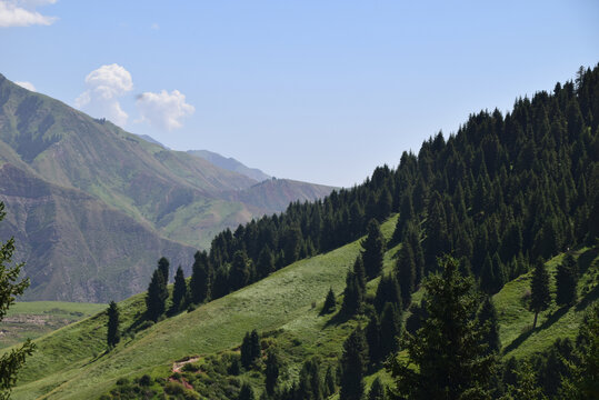 高山针叶林