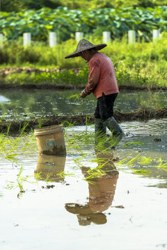 农民插秧