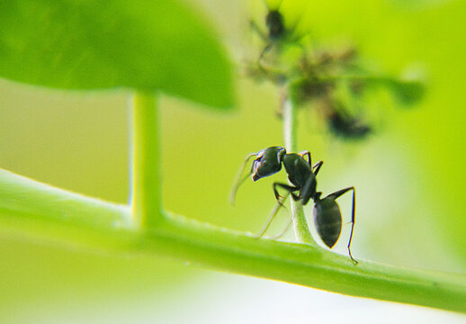 黑蚁捕食蚜虫