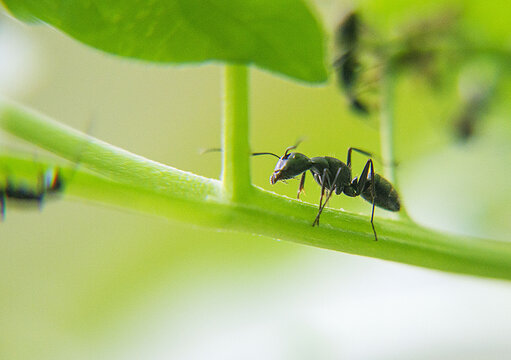 黑蚁捕食蚜虫