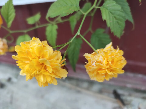棣棠花特写