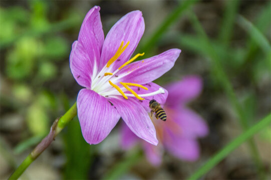 昆虫蜜蜂