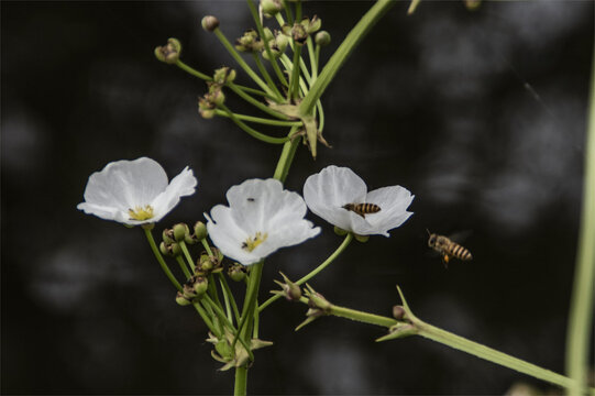 昆虫蜜蜂