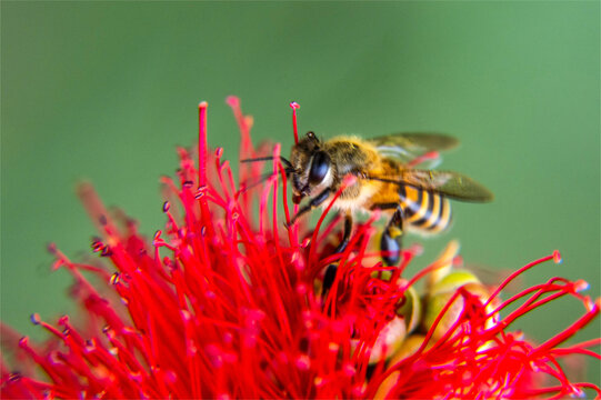 昆虫蜜蜂