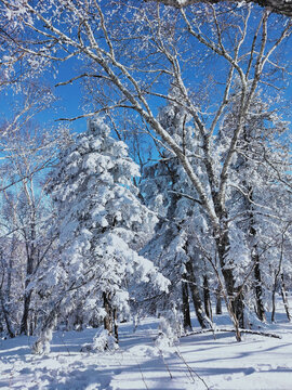 雪松