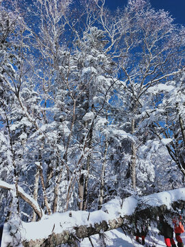 雪松