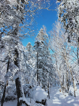 雪松