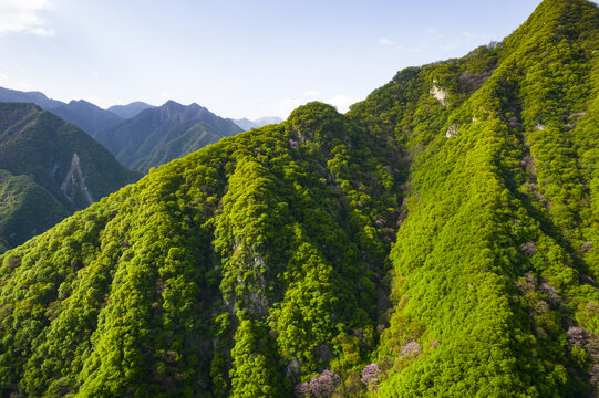 茂密森林