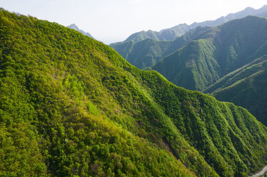 秦岭绿植