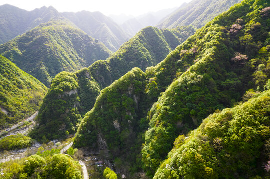 西寺沟紫荆花