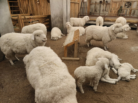 农家圈养绵羊