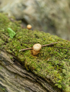 树干上生长的蘑菇特写镜头