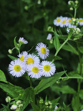 雏菊