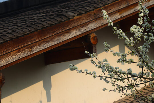 乡村建筑与梨花枝