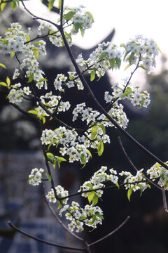 初春梨花挂枝头