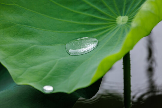 雨中荷塘荷叶与水珠