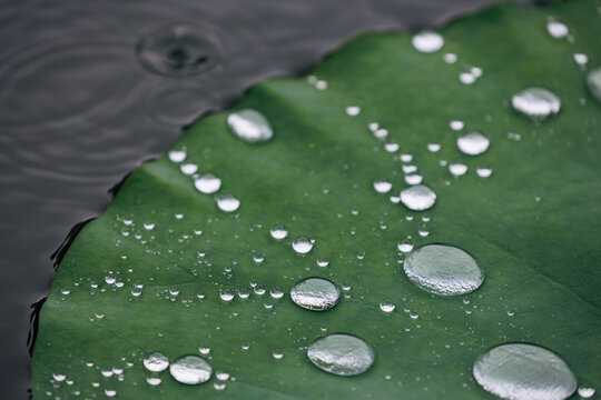 雨中荷塘荷叶与水珠