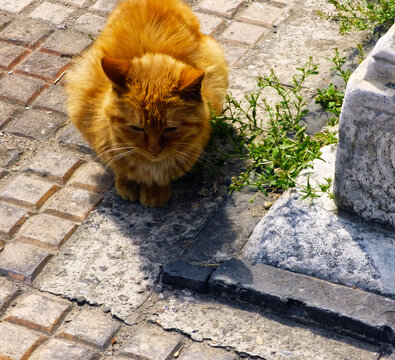 北京观象台流浪猫特写