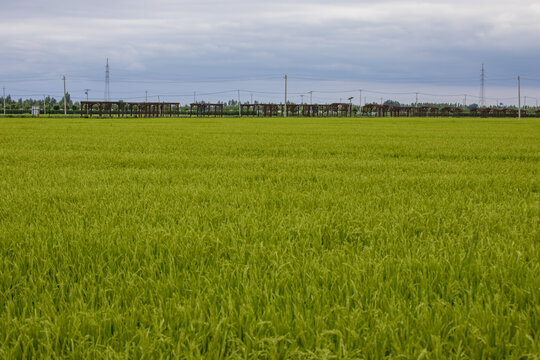 吉林市生长中的水稻