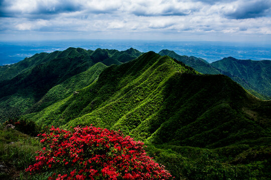 高山杜鹃