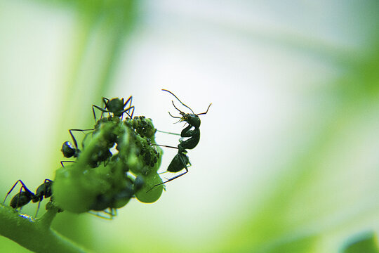 黑蚂蚁捕食蚜虫