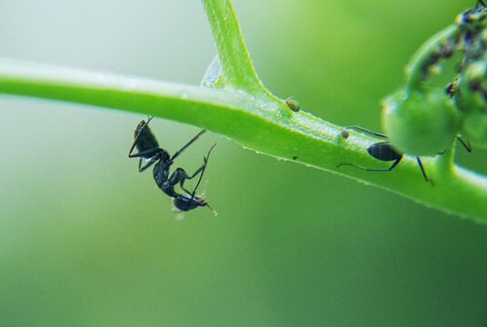 黑蚂蚁捕食蚜虫