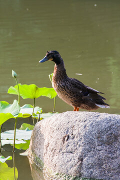 野鸭子