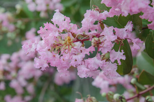 雨后花朵