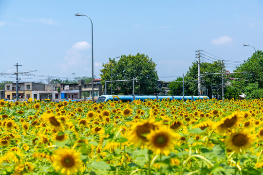 向日葵花海地铁列车