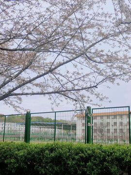 樱花校园