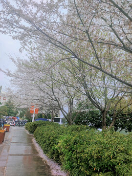 樱花树落花