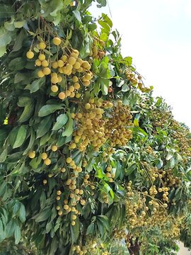 龙眼挂满枝