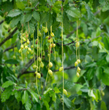 观赏植物红花玉蕊