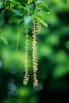 观赏植物红花玉蕊