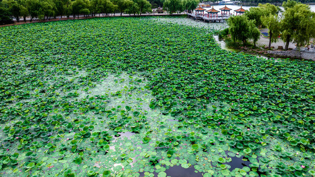 夏日里的中国长春南湖公园风景