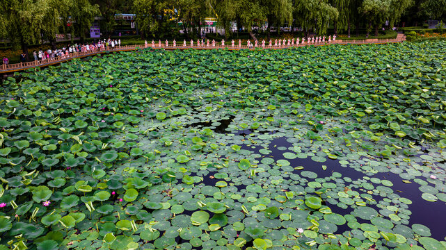 荷花盛开的中国长春南湖公园