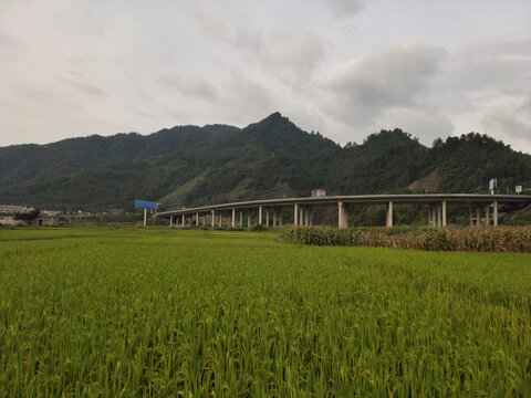 稻田与远山高架桥