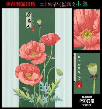 二十四节气小满插画虞美人