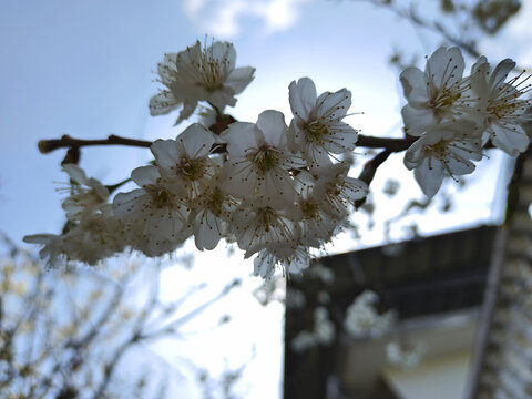 春天的樱桃花