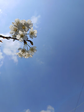 樱桃花开