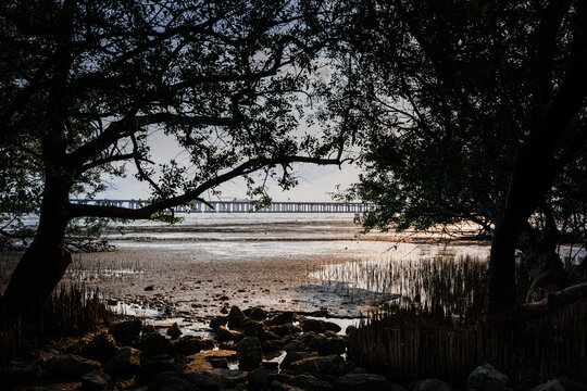 红树林湿地日落时分风光