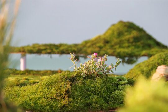 湖岸花