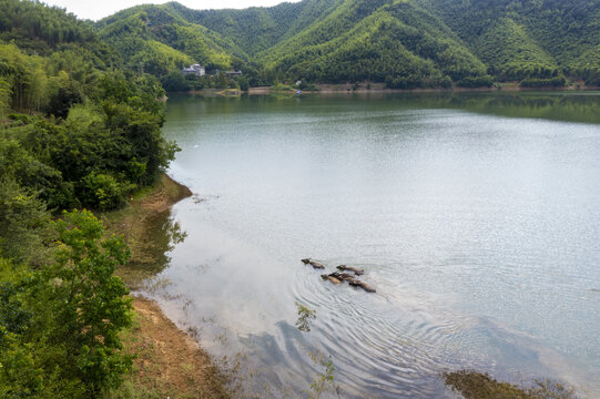 青山绿水牛栖息生态田园风光