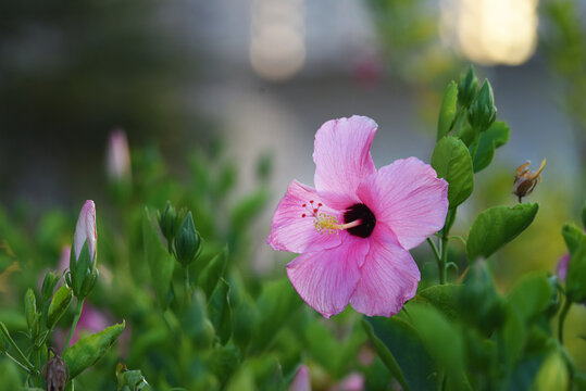 扶桑花