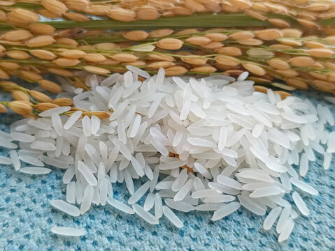 拍摄稻米长粒香米