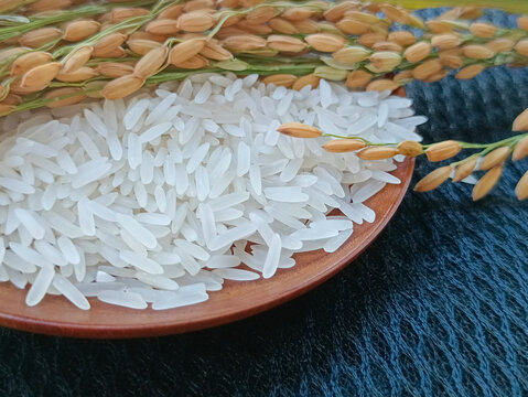 长粒香米稻米