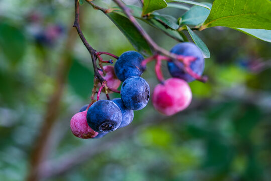 蓝莓植株