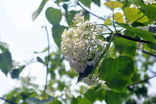 油桐花